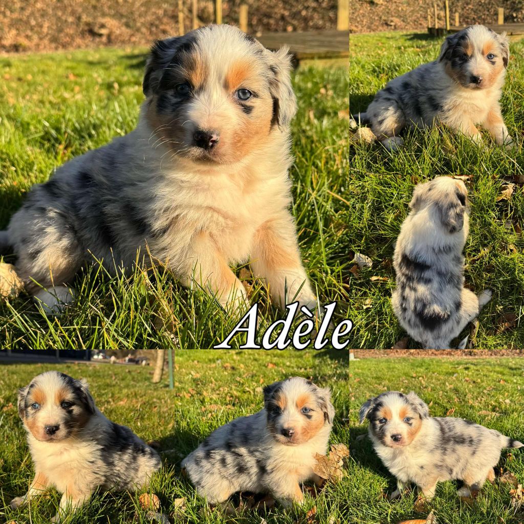 Du Domaine Des Belles Aubois - Chiots disponibles - Berger Australien