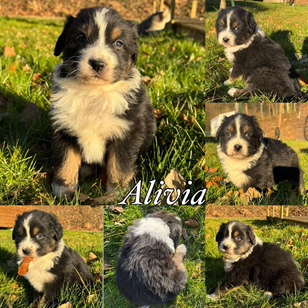 Du Domaine Des Belles Aubois - Chiots disponibles - Berger Australien