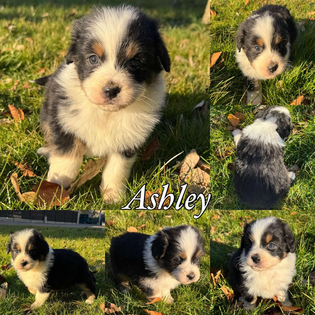 Du Domaine Des Belles Aubois - Chiots disponibles - Berger Australien