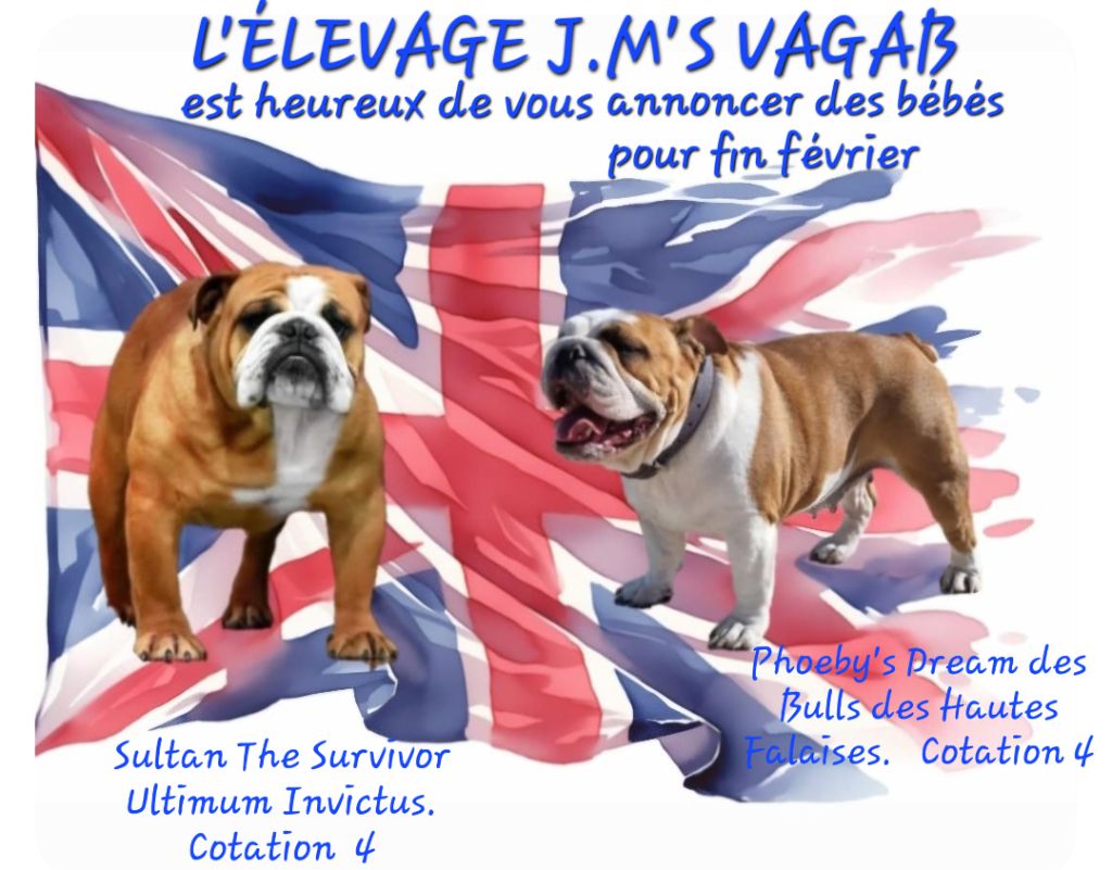 Des petits Bulldogs Anglais a venir fin février 