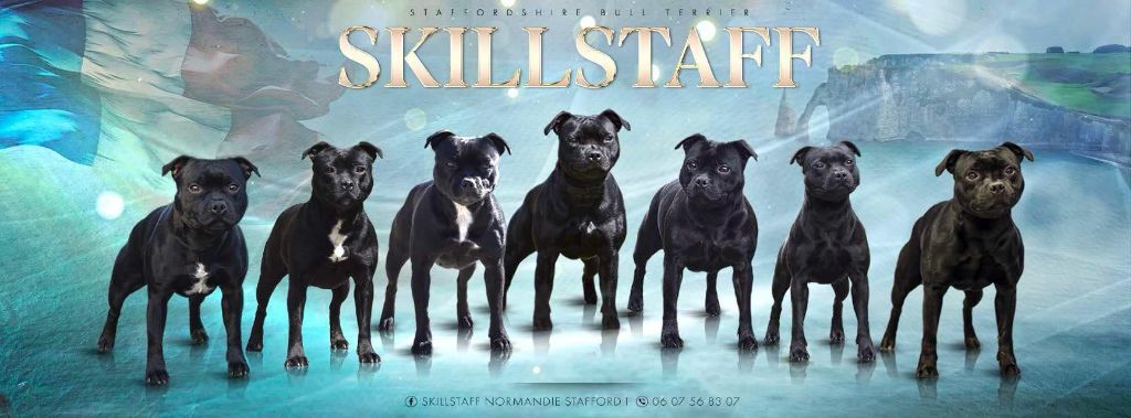 Skillstaff - * * RESERVATION VIA FORMULAIRE * * CONTACT * * CHIOT A VENIR * * LISTE