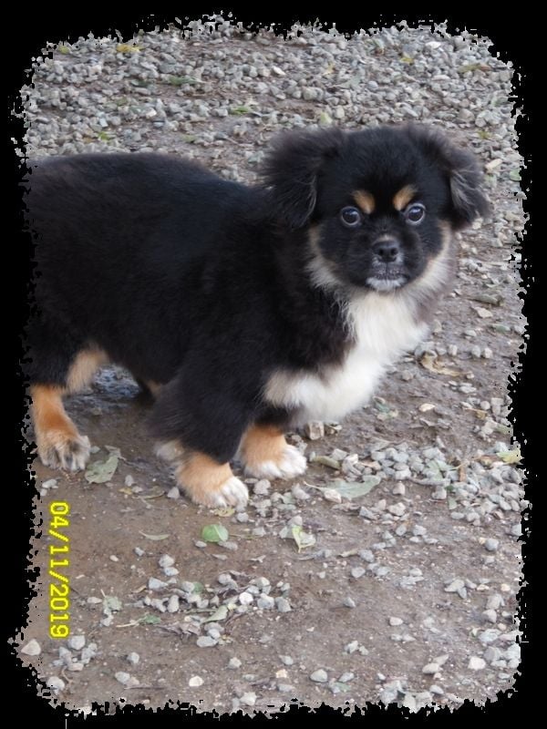 Isabelle Tellier - Chiots disponibles - Epagneul tibetain