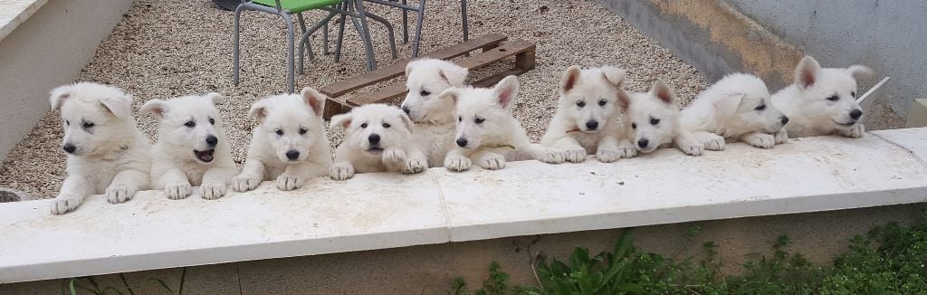 Of Daylight's Guardians - Berger Blanc Suisse - Portée née le 31/01/2017