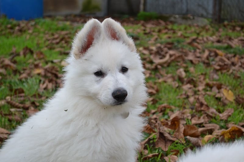 Of Daylight's Guardians - Berger Blanc Suisse - Portée née le 06/09/2015