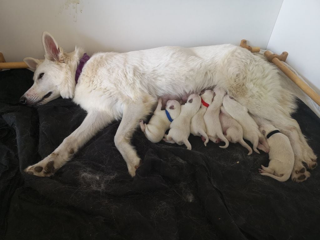 Of Daylight's Guardians - Berger Blanc Suisse - Portée née le 22/09/2020