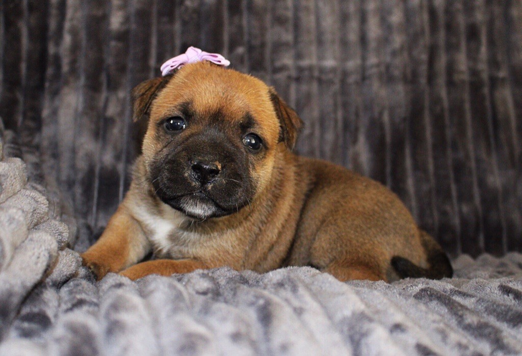 De Solo Un Sueño - Les chiots sont nées le 08/10/2018,2 femelles à réserver!