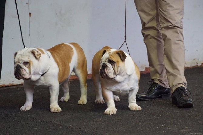 Expositions ROUEN Spéciale Bulldog 4/12/16