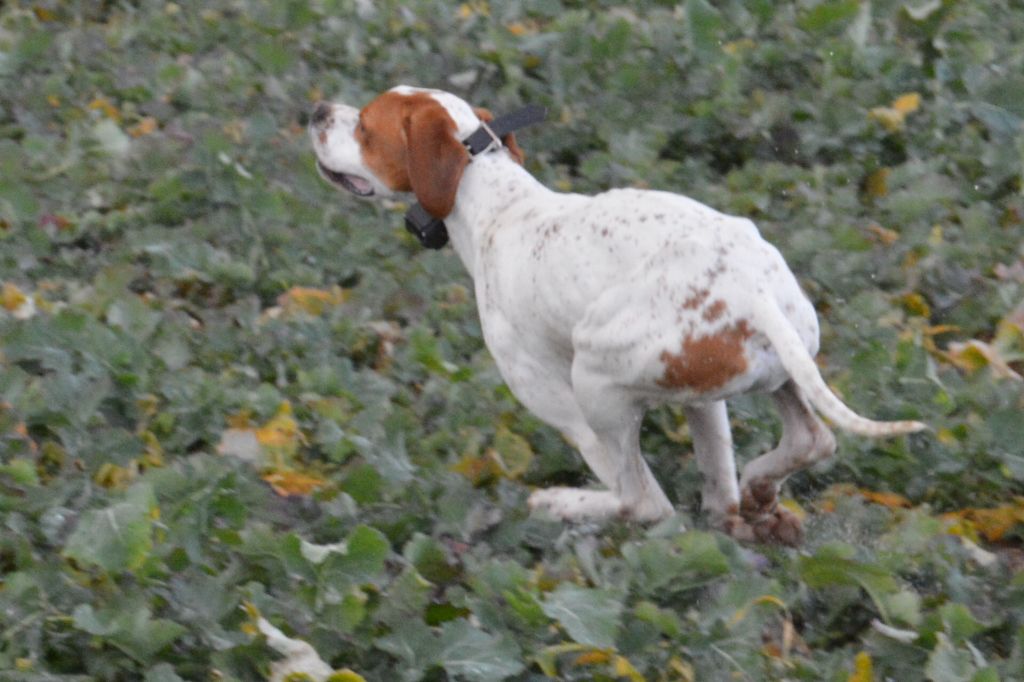 Des Guerriers Du Vent - NAISSANCE DES CHIOTS  DE LITTLE ET PICKSY