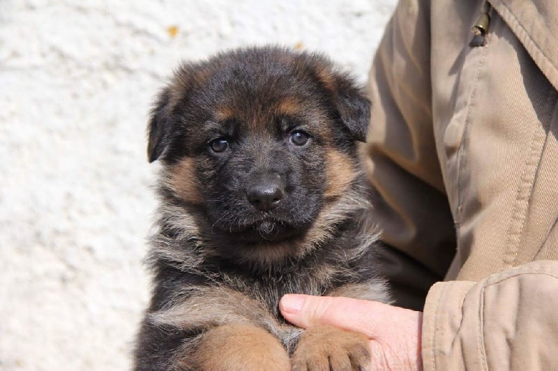 De Franquieres - Chiots disponibles - Berger Allemand