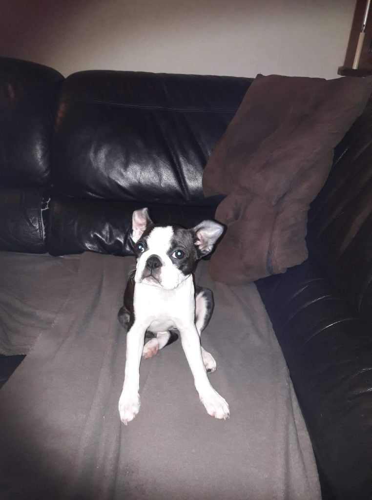 de la Source Sainte Pétronille - Boston Terrier - Portée née le 02/10/2018