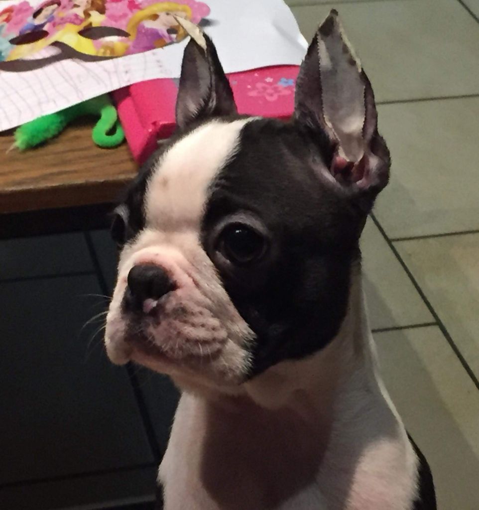 de la Source Sainte Pétronille - Boston Terrier - Portée née le 03/10/2018