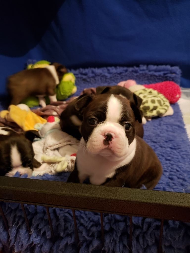 de la Source Sainte Pétronille - Boston Terrier - Portée née le 05/01/2019