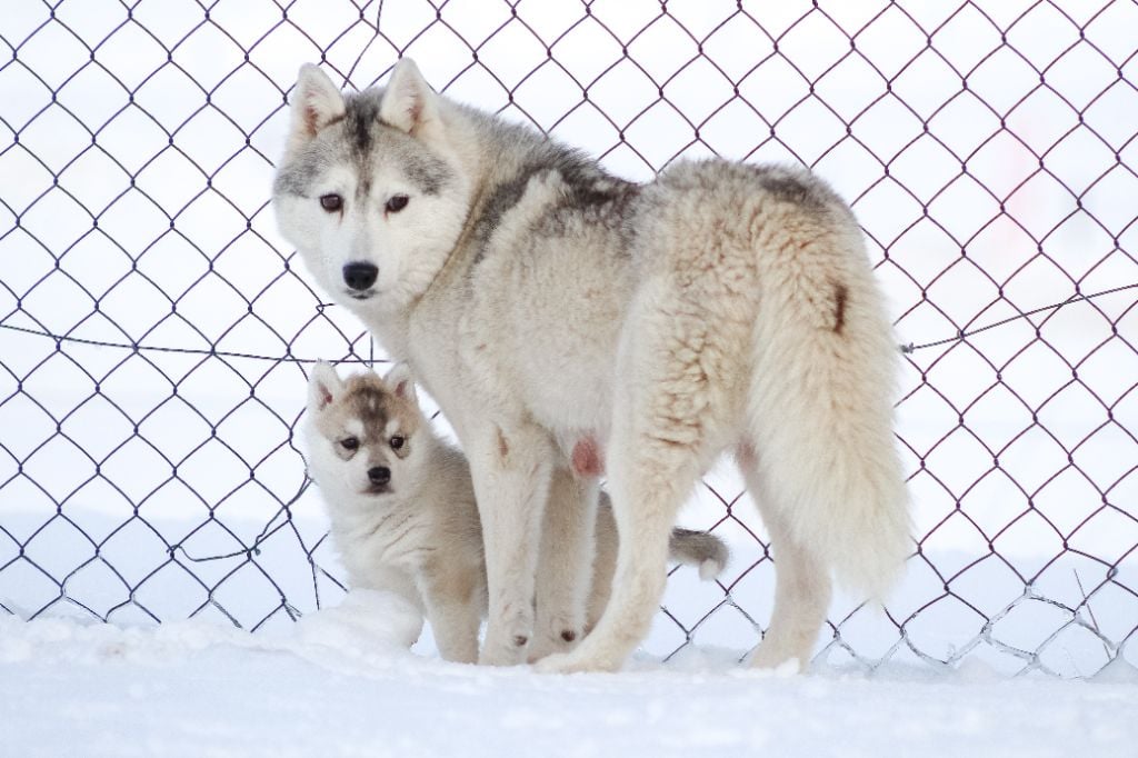 The Land Of Wolves - Une nouvelle année, de nouveaux objectifs !