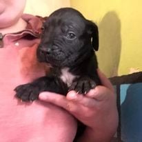 Des Anges De La Nuit Noire - Chiots disponibles - Cane Corso