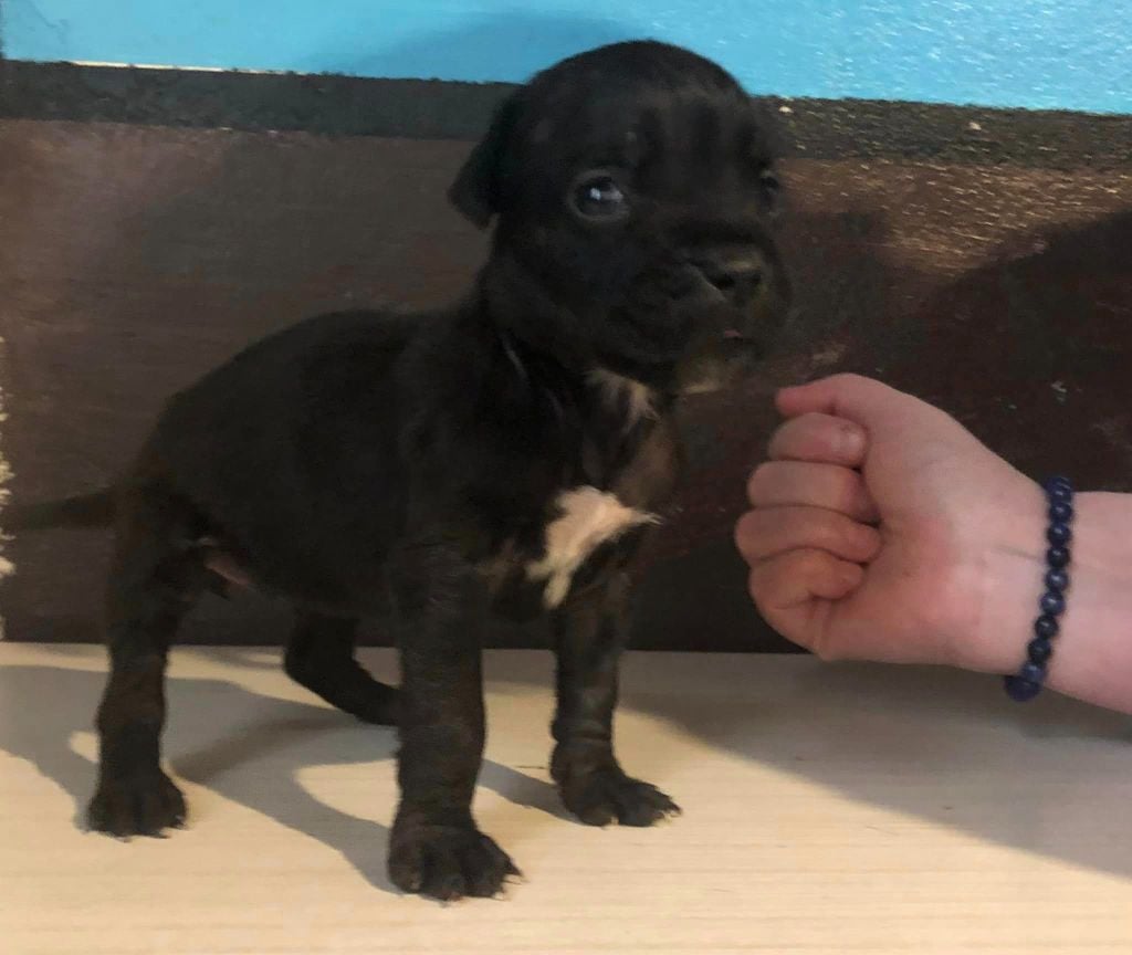 Des Anges De La Nuit Noire - Chiots disponibles - Cane Corso