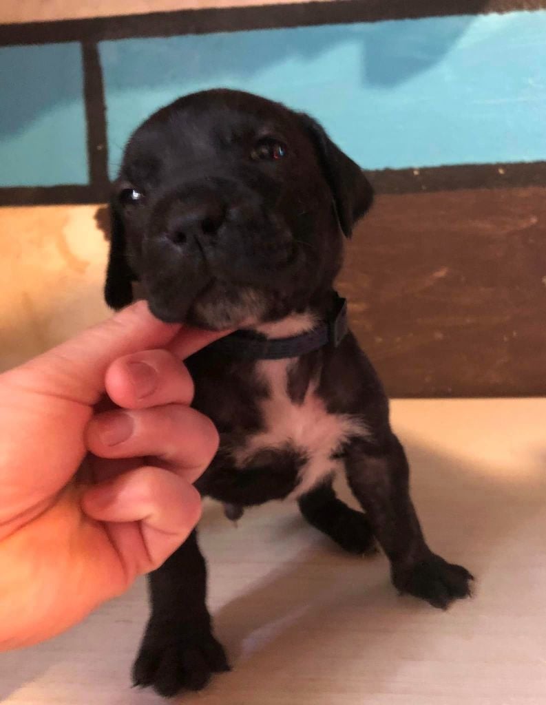 Des Anges De La Nuit Noire - Chiots disponibles - Cane Corso