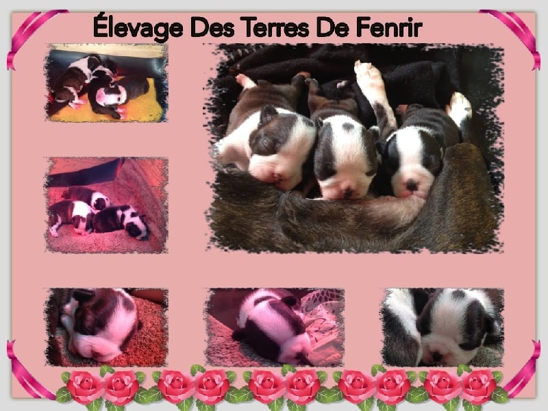 Des Terres De Fenrir - Boston Terrier - Portée née le 15/05/2016