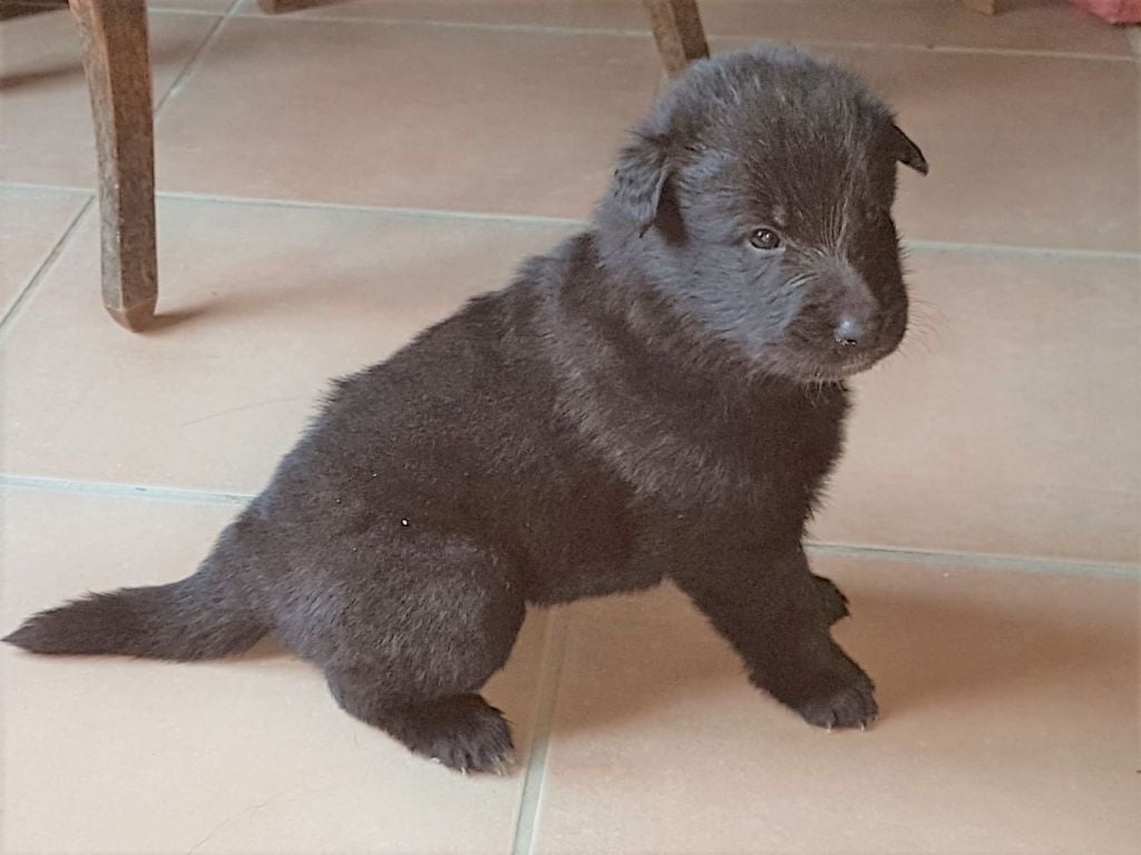 Du Mas Des Amours De Loups - Chiots disponibles - Berger Belge