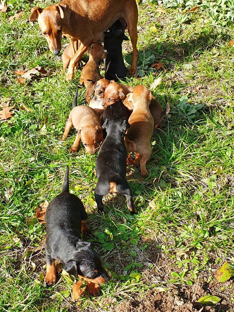 Chiot Pinscher nain Kevin Mazars