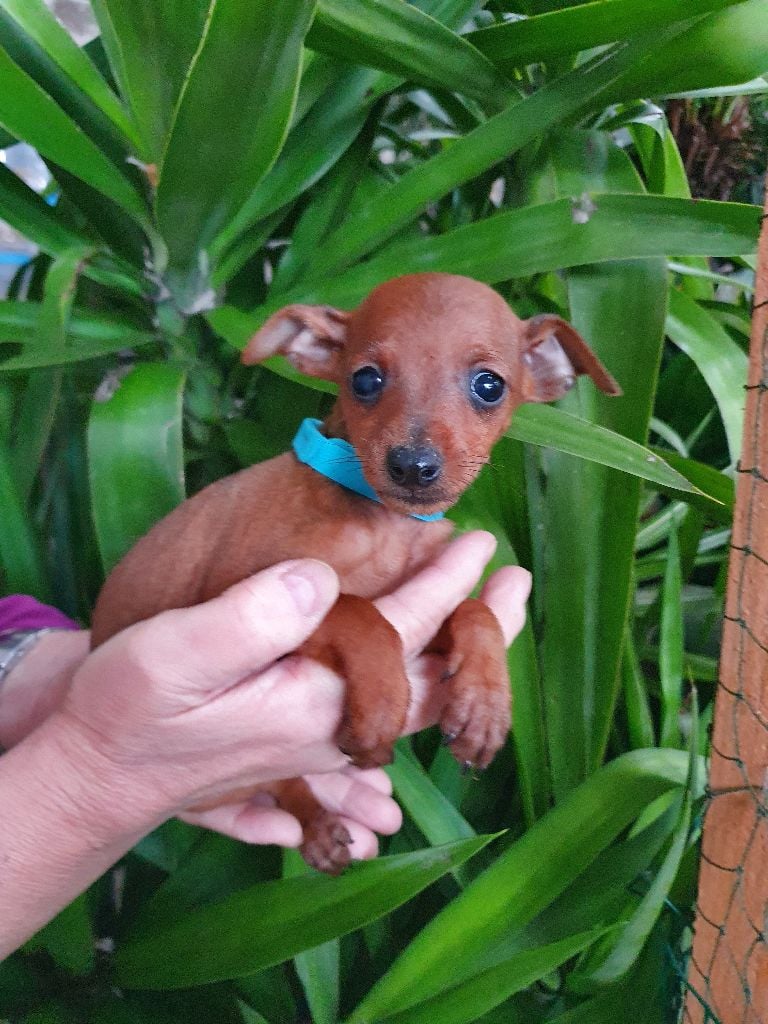 Kevin Mazars - Chiots disponibles - Pinscher nain