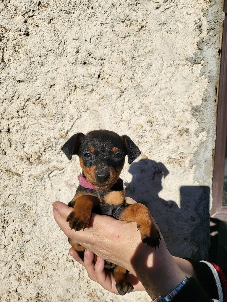 Kevin Mazars - Chiots disponibles - Pinscher nain