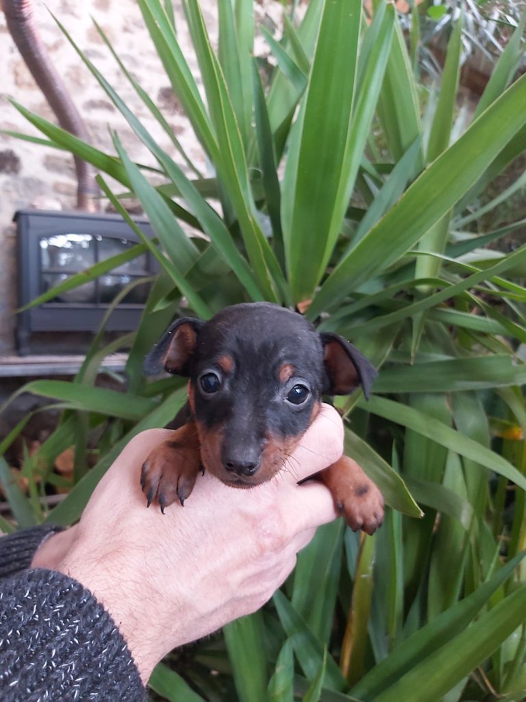 Kevin Mazars - Chiots disponibles - Pinscher nain