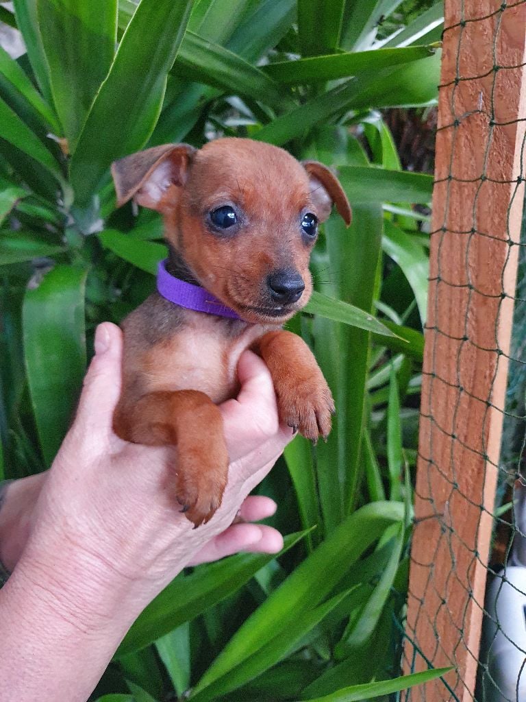 Kevin Mazars - Chiots disponibles - Pinscher nain