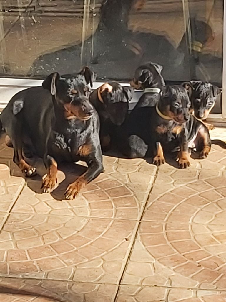 Chiot Pinscher nain Kevin Mazars