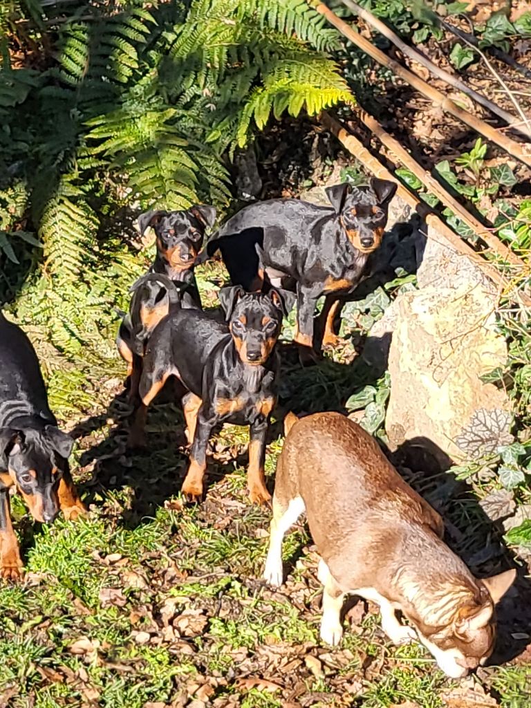 Chiot Pinscher nain Kevin Mazars