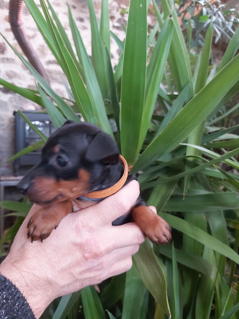 Kevin Mazars - Chiots disponibles - Pinscher nain