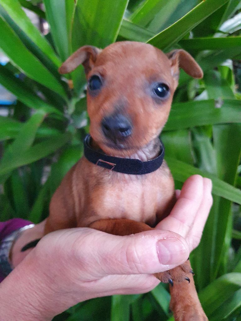 Kevin Mazars - Chiots disponibles - Pinscher nain