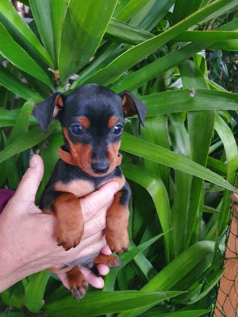 Kevin Mazars - Chiots disponibles - Pinscher nain