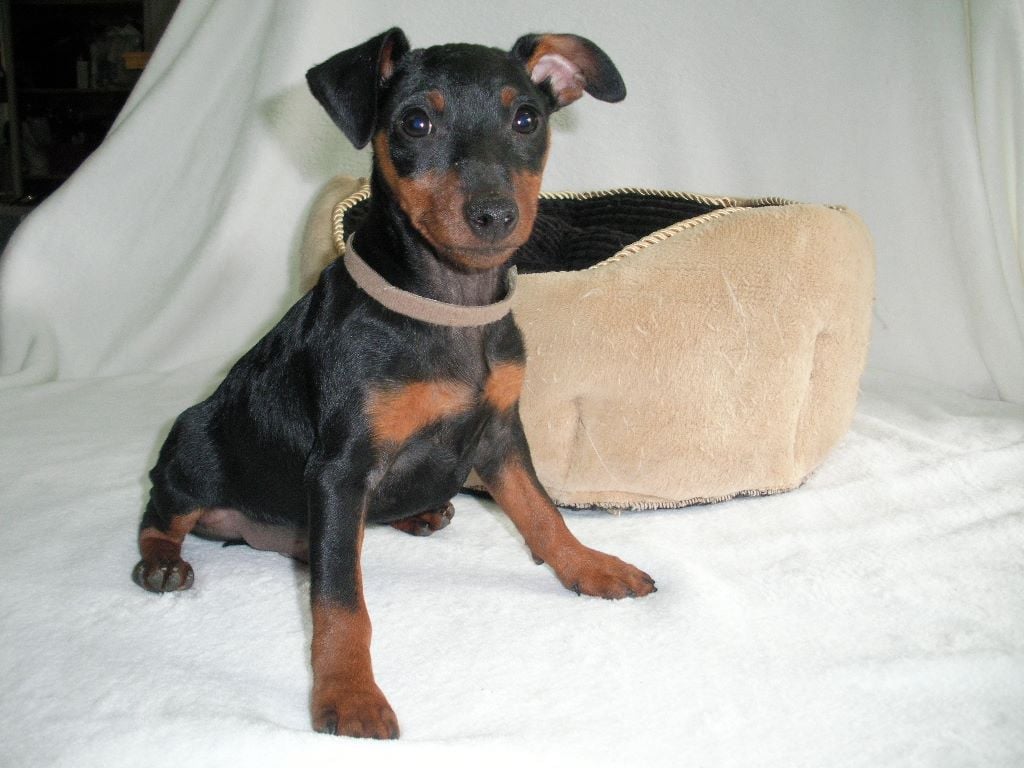 Kevin Mazars - Chiots disponibles - Pinscher nain