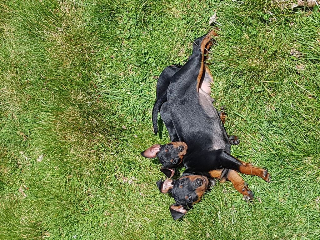 Chiot Pinscher nain Kevin Mazars