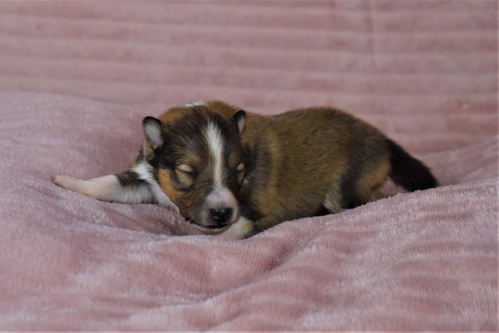 Des Louves Du Houtland - Shetland Sheepdog - Portée née le 31/10/2022