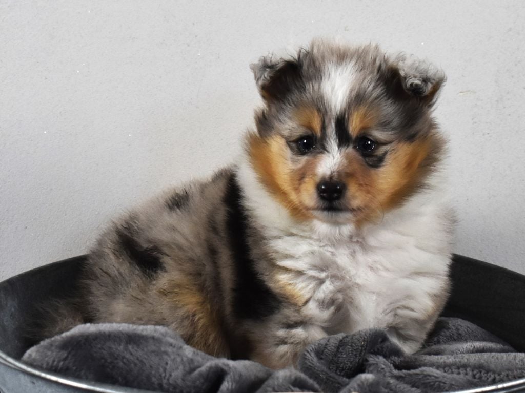 Des Louves Du Houtland - Chiots disponibles - Shetland Sheepdog