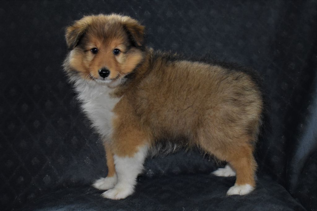 Des Louves Du Houtland - Shetland Sheepdog - Portée née le 24/06/2021