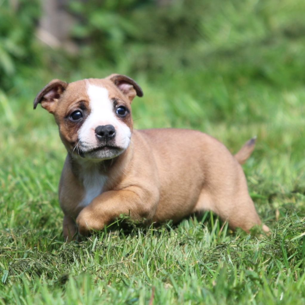 De Cromailles - Staffordshire Bull Terrier - Portée née le 27/02/2023