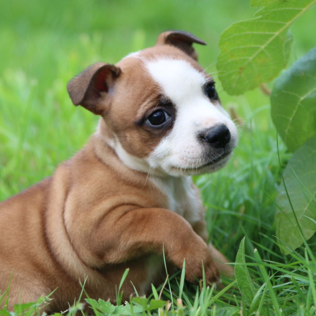 De Cromailles - Staffordshire Bull Terrier - Portée née le 11/08/2022