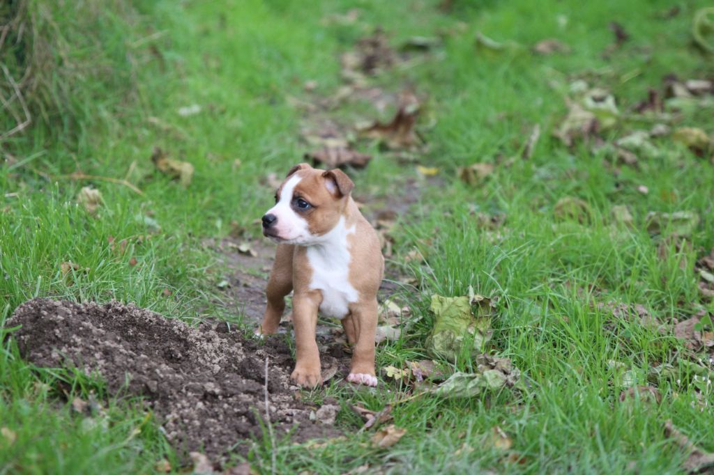 De Cromailles - Staffordshire Bull Terrier - Portée née le 05/10/2024