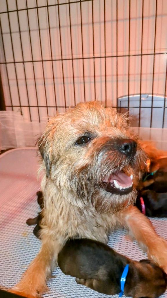 d'Hixa's Stories - Border Terrier - Portée née le 03/02/2025