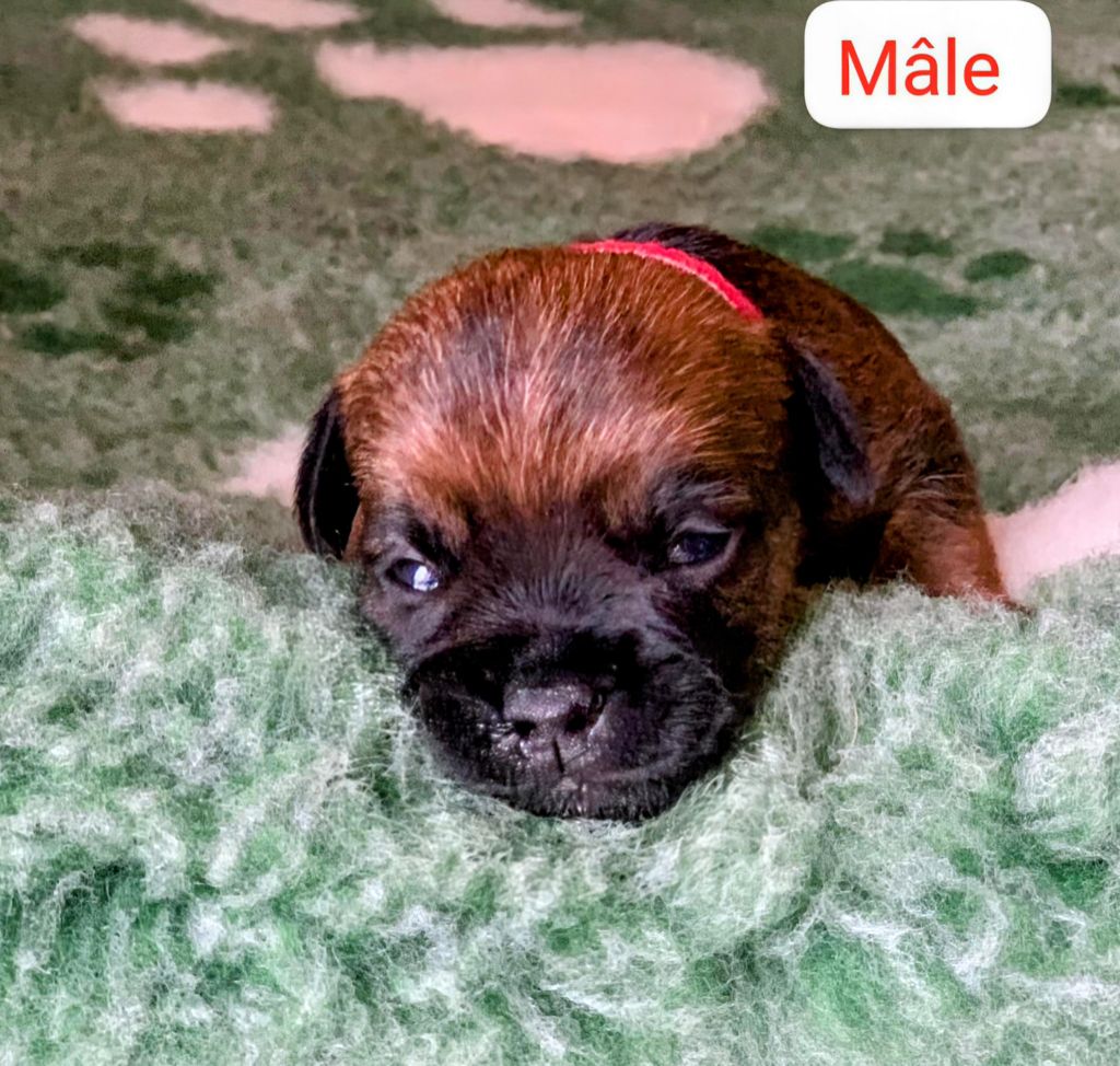 d'Hixa's Stories - Chiots disponibles - Border Terrier