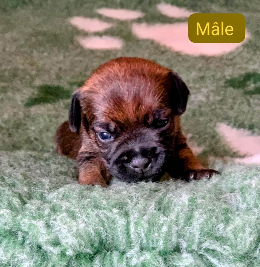 d'Hixa's Stories - Chiots disponibles - Border Terrier