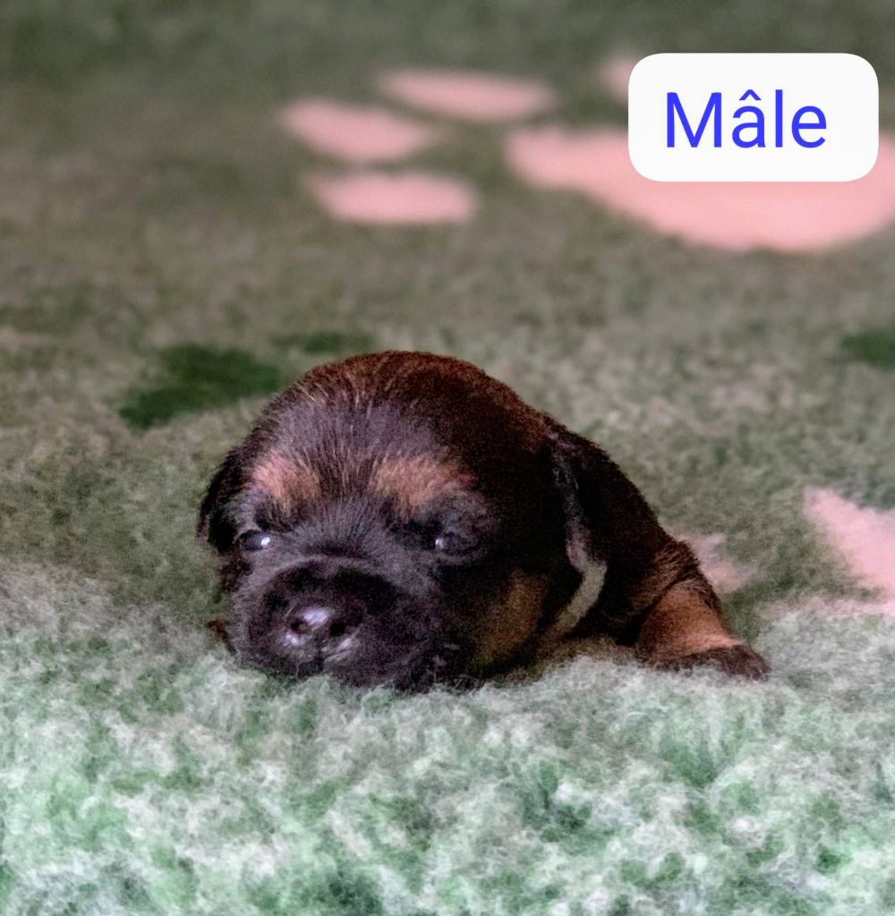 d'Hixa's Stories - Chiots disponibles - Border Terrier