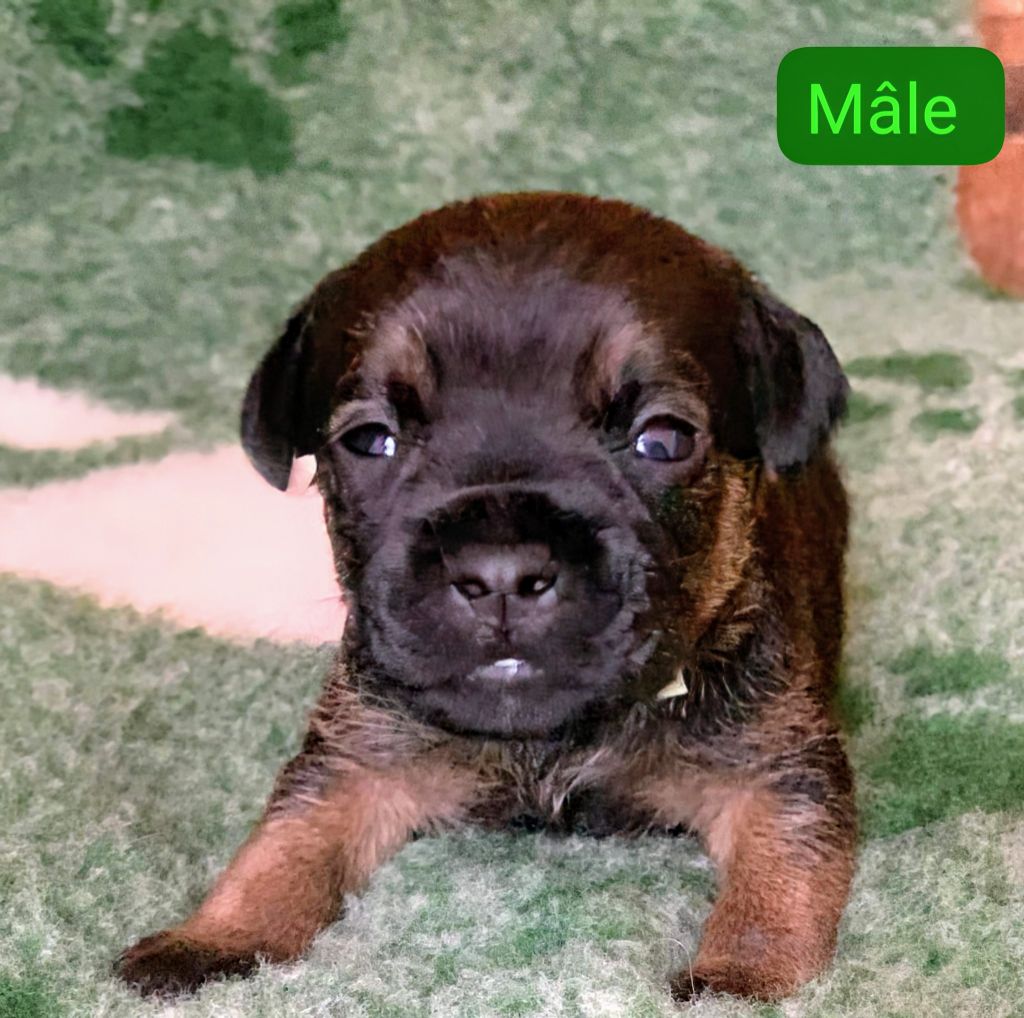 d'Hixa's Stories - Chiots disponibles - Border Terrier