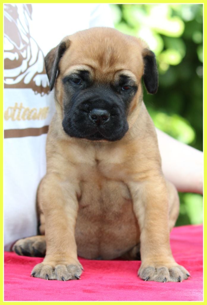 De La Bullrotteam - Chiots disponibles - Bullmastiff