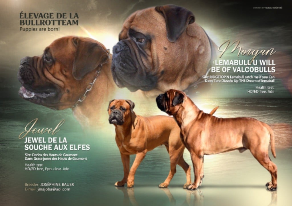 De La Bullrotteam - Bullmastiff - Portée née le 01/02/2020