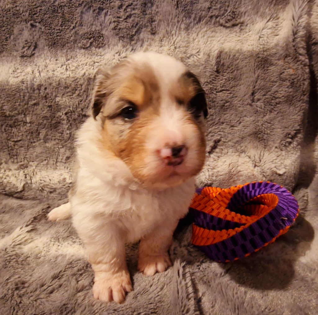 femelle bleu merle 