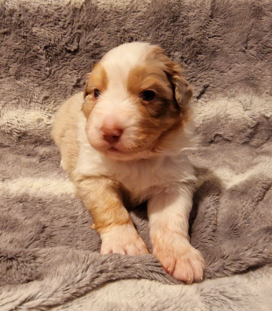 Des Rubis De Jolou - Chiots disponibles - Berger Australien