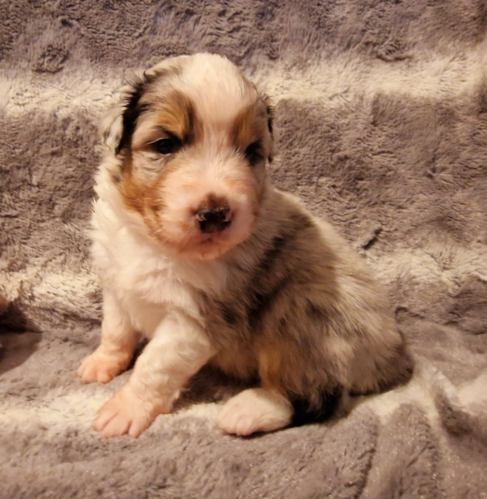 male bleu merle